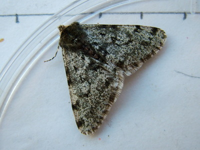 Pale Brindled Beauty